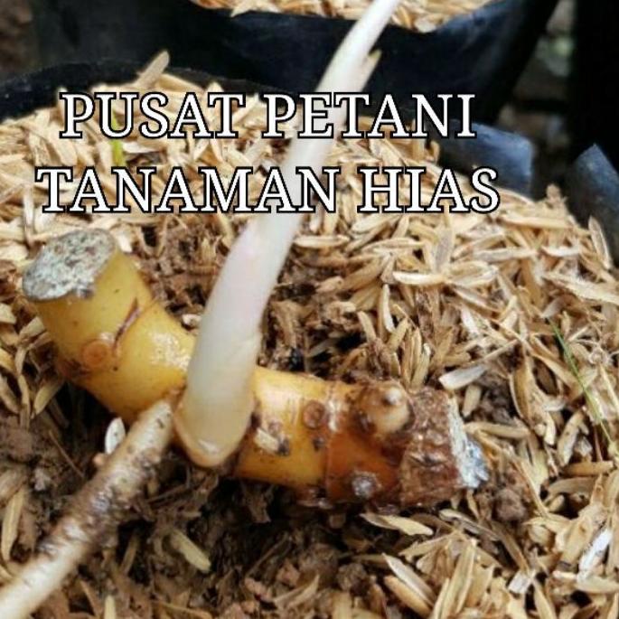 Promo 6.6 Tanaman Hias Aglonema Suksom Jaipong Culture Super Spesial Bibit Bonggol