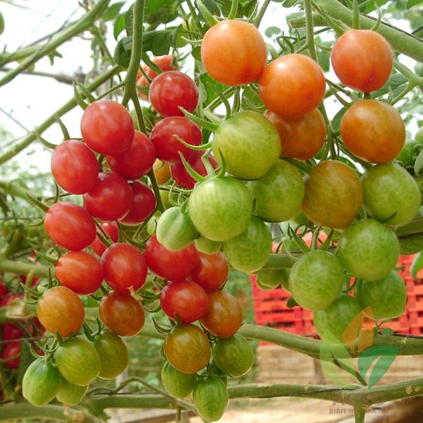25 Benih Tomat Ceri Rampai (Lebat Kecil Sebesar Kelereng) Bibit Sayuran Rempai Sayur Bintang Asia