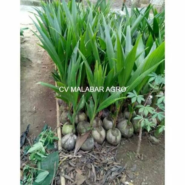 Bibit kelapa hijau hibrida unggul