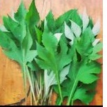 

daun insulin segar 200gr.