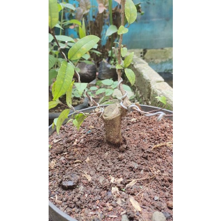 BONSAI ANTING PUTRI PROGRAM AKAR KELILING
