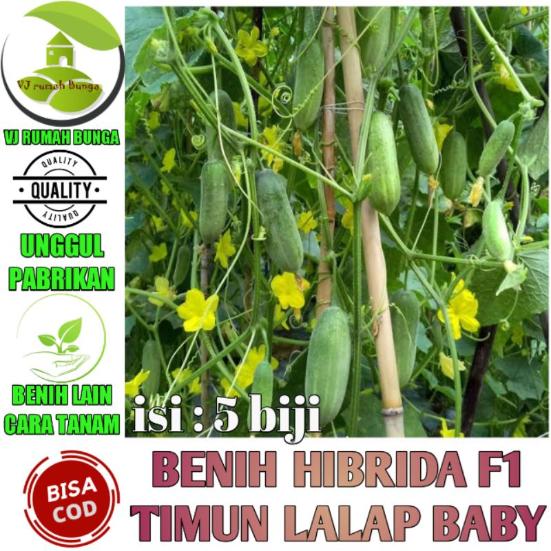 5biji - Benih Bibit Timun Lalap Baby F1 Hibrida Tahan Virus Buah Lebat