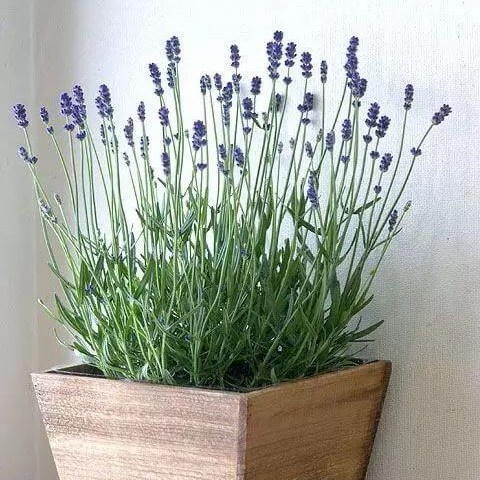 Tanaman Hias Lavender - Tanaman Hias Pengusir Nyamuk Termurah - Tanaman Indoor Hidup Bunga Hias Daun