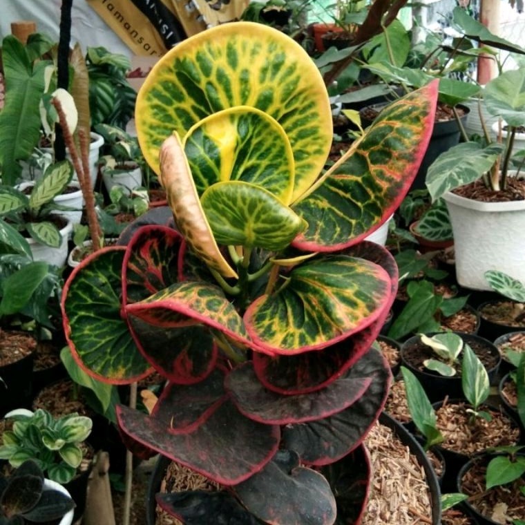 Tanaman Puring Apel Merah