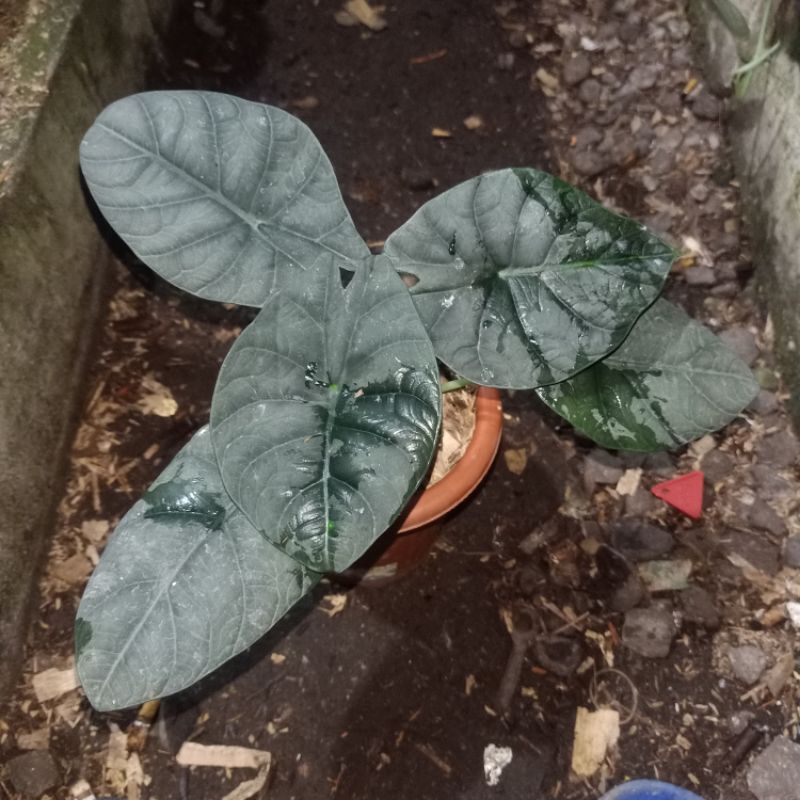 alocasia maharani