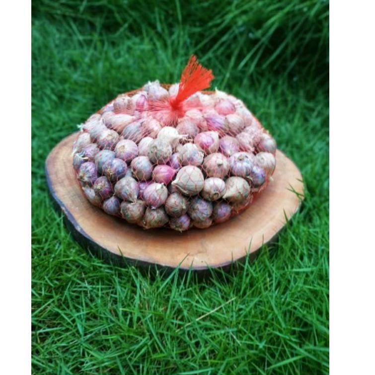 

ㅑ Bawang Putih Tunggal | Bawang Lanang 1 kg ㅋ
