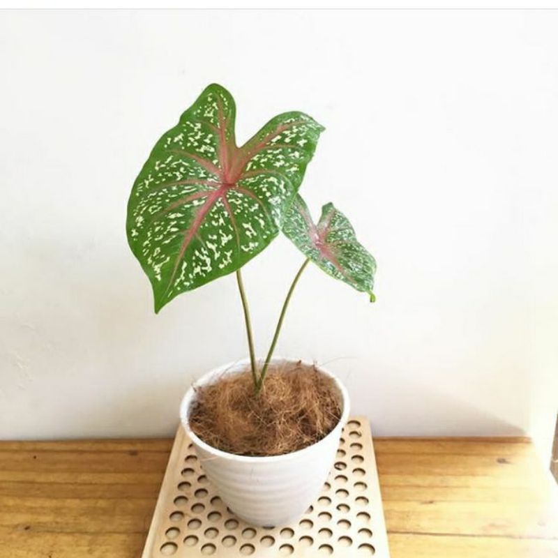 tamanan bunga hias keladi