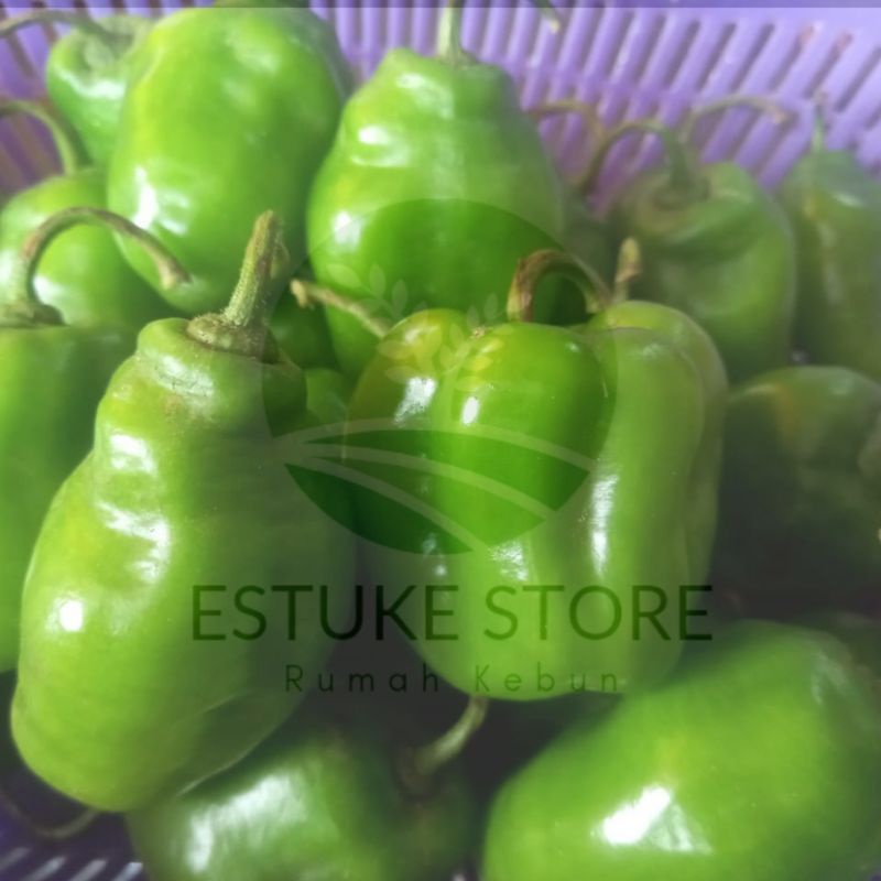 

cabe gendot segar Bandung murah 1 kg