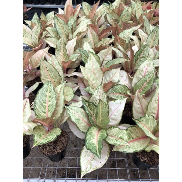 Aglaonema Cinderella jumbo