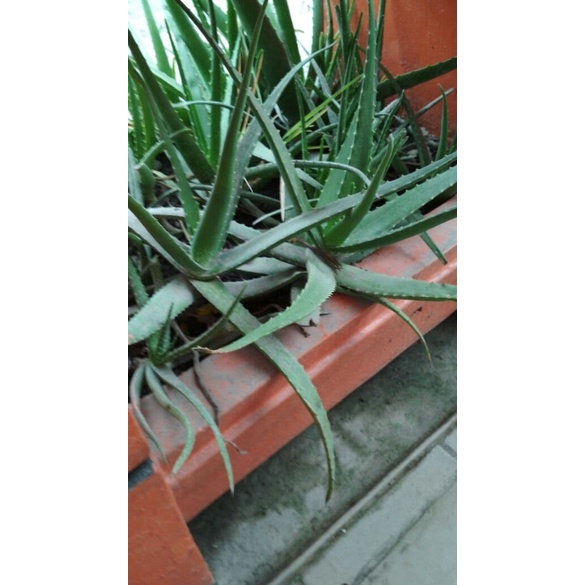 Bibit Bunga Lidah Buaya