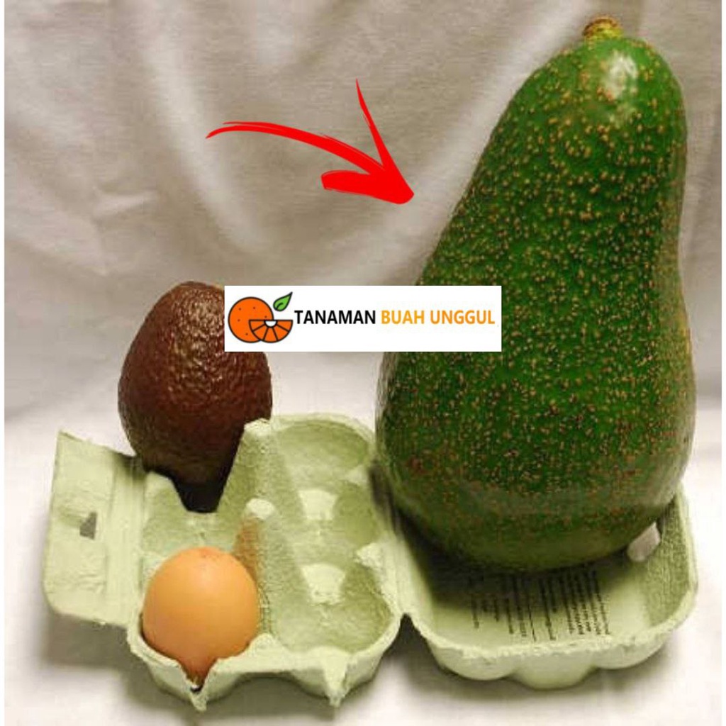 Bibit Alpukat Avozilla Super Genjah