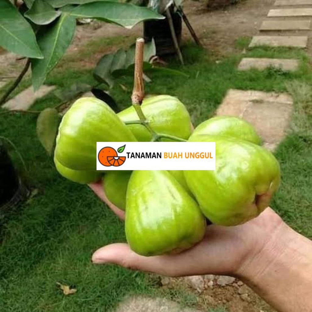 BIBIT JAMBU AIR KIOJOK