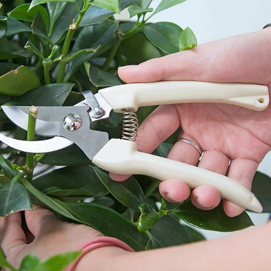 • GUNTING TAMAN GUNTING TANAMAN GUNTING RANTING GUNTING PRUNING GUNTING CANGKOK GUNTING STEK TANAMAN