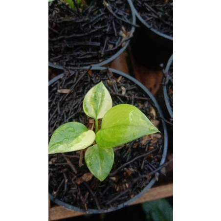 Jemani Tornado varigata