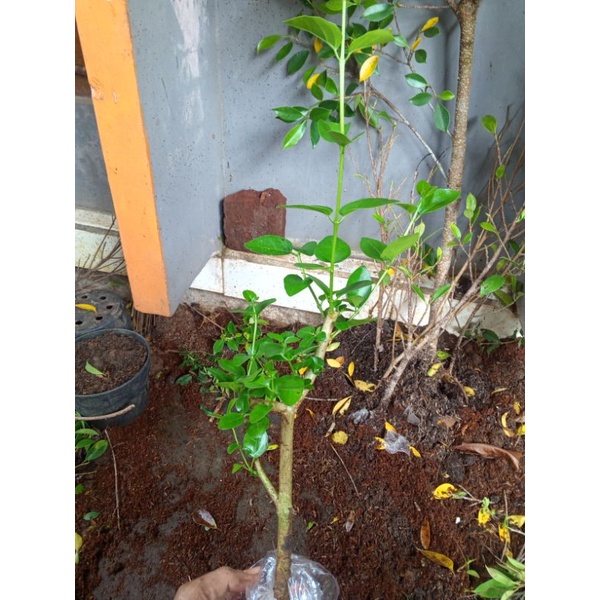 bibit sancang import bahan bonsai
