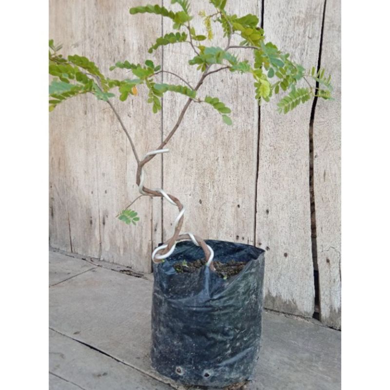 BONSAI ASEM JAWA SUPER SEMAI BIJI SUDAH KAWATAN