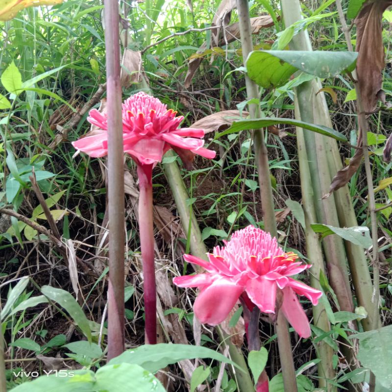 

HONJE (BUNGA HONJE MUDA) BUNGA KECOMBRANG