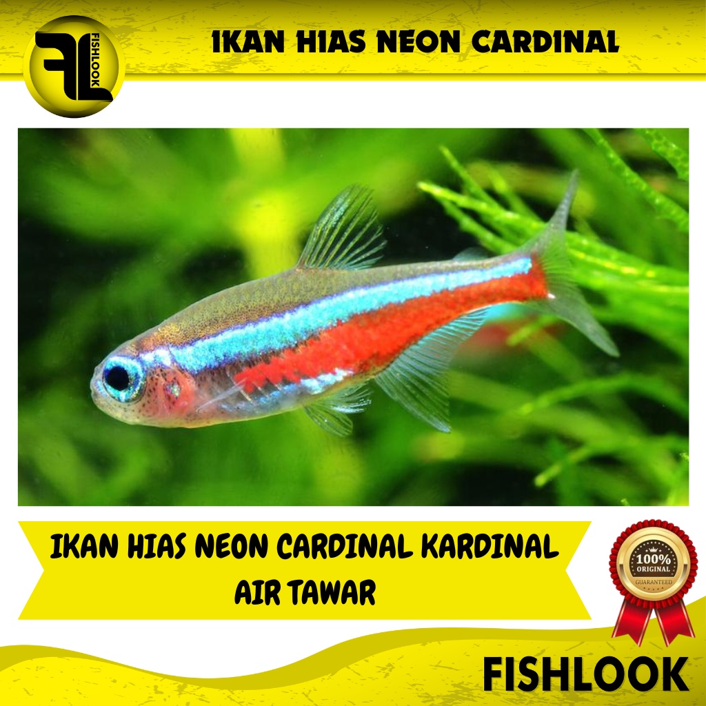 Ikan Hias Air Tawar Aquascape Aquarium Neon Cardinal Tetra