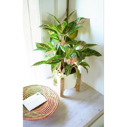 Tanaman hias aglonema buterplay - aglonema - Aglonema Hidup - Tanaman hias hidup aglonema