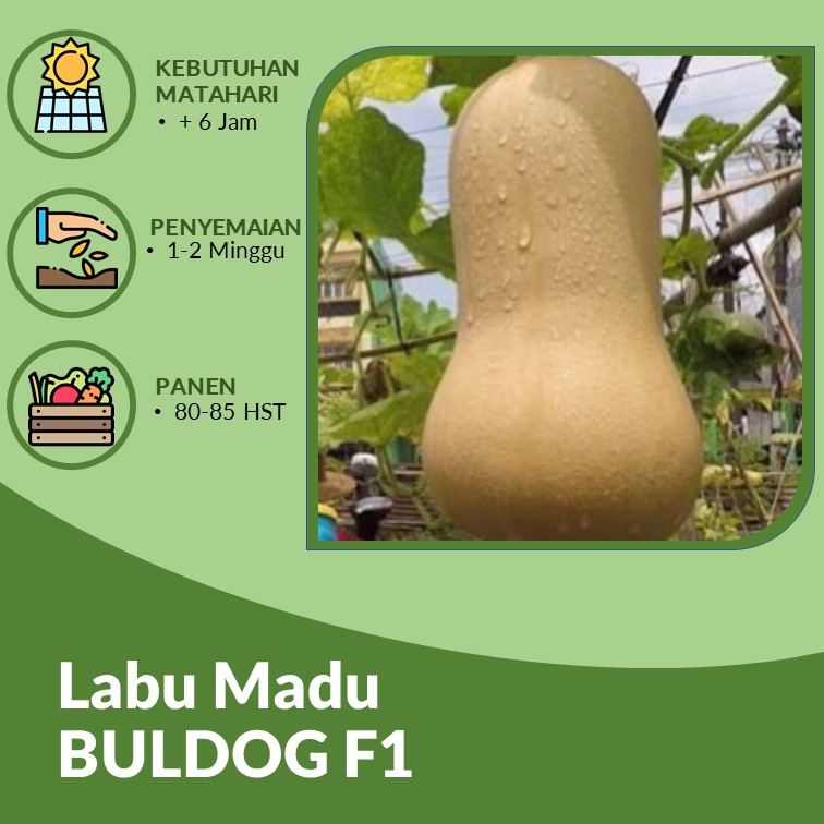 Benih-  Biji Butternut Squash Labu Madu BULDOG F1 Labu Unik- 3 Biji