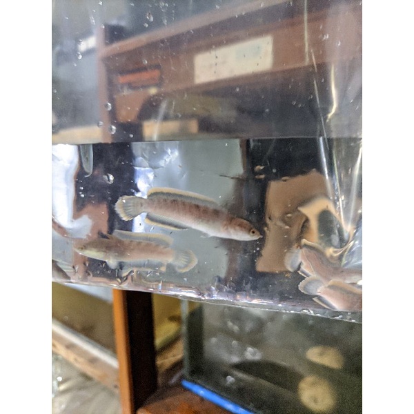 CHANA LIMBATA LAWU CB