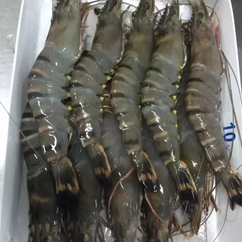 

Udang Pancet Ak. 30-35 100gr, Sameday Instan Delivery Jogja