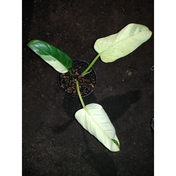 Philodendron Melonii Variegata