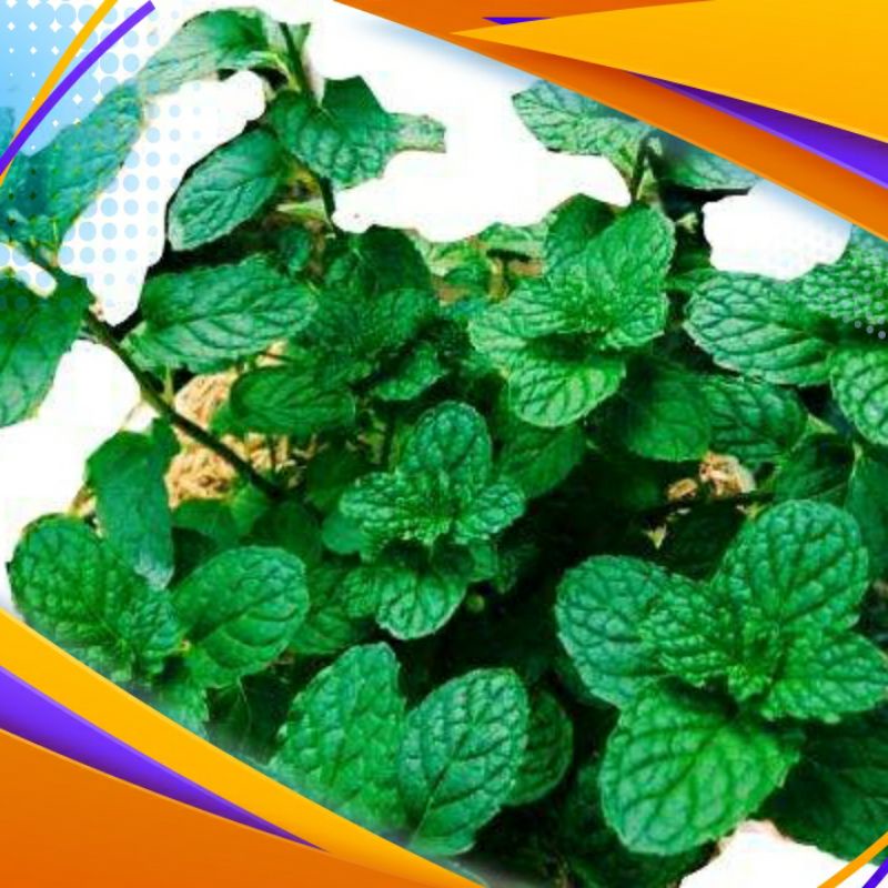 

daun miet segar obat herbal 250grm