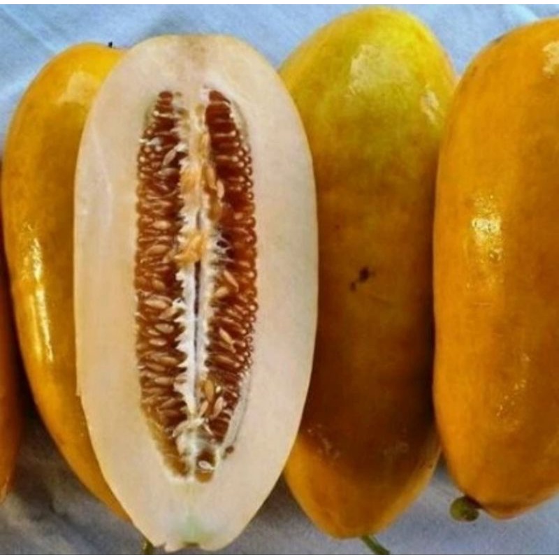 

Timun Suri/Timun Suri Emas/Laris