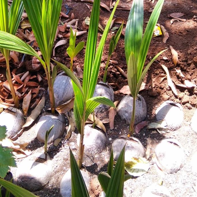 BIBIT KELAPA KOPYOR GENJAH PATI