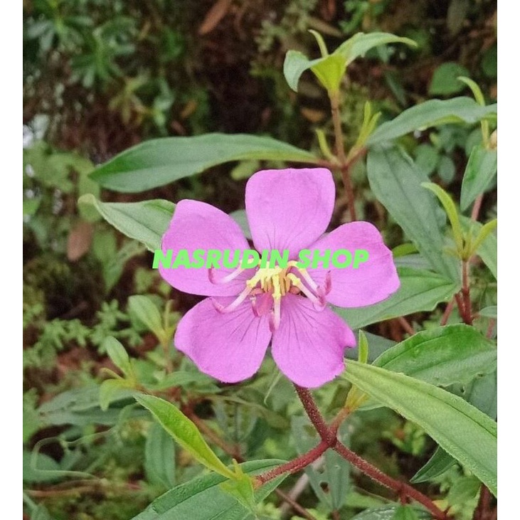 

[Fresh] BIBIT SENGGANI PAKET 3 BIBIT BUAH SENGGANI / CABUTAN / HARENDONG HALUS / senggugu