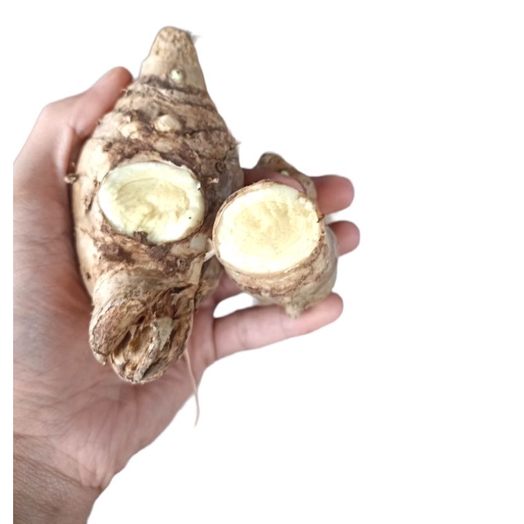

kunyit putih temu putih segar 500gram-obat herbal alami