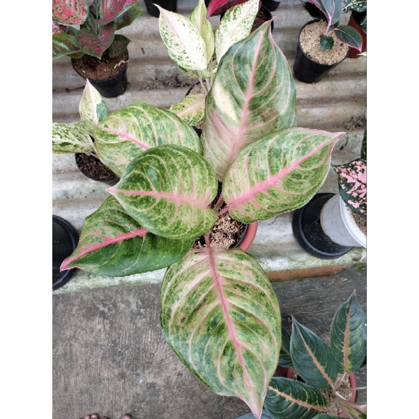 aglonema Susan mutasi