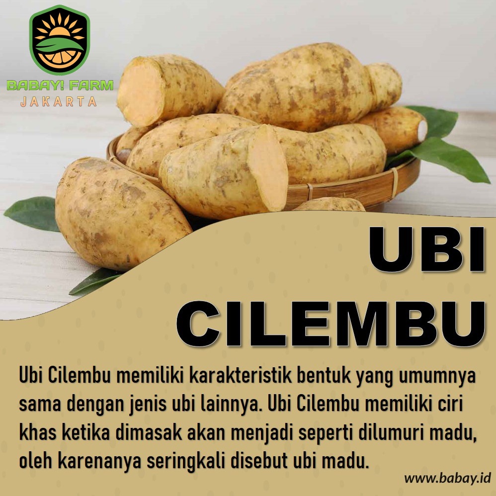 

ubi cilembu ketela 250 500 gr / 1 kg