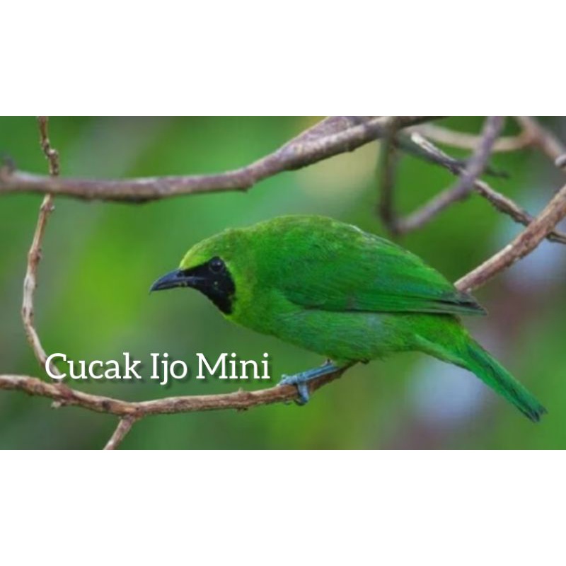 Burung Cucak Ijo Mini Jantan