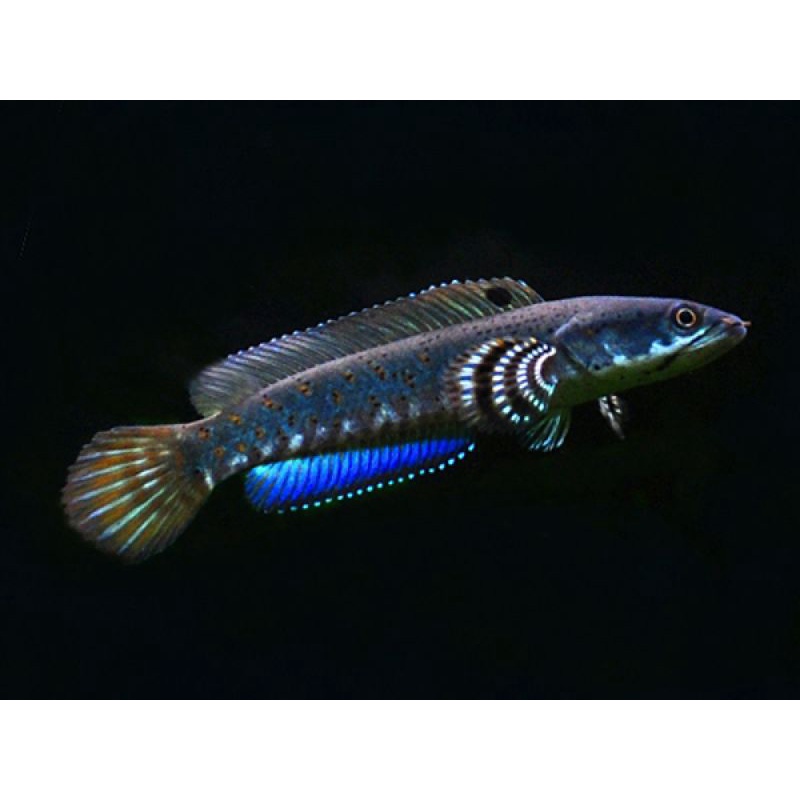 Chana blue pulcra 8-9cm [singgel tank] cuma 3 ekor, sesuai di foto/video