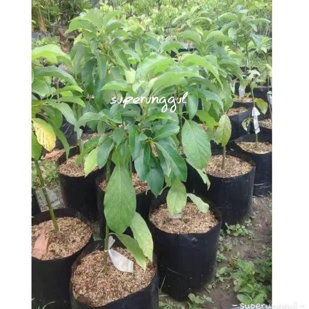 

♖ Alpukat mentega jumbo ✮