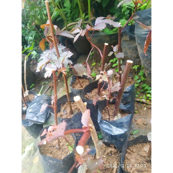 BIBIT TANAMAN MAPLE JAPAN / SAMBUNGAN BONSAI MAPLE JAPAN / TANAMAN HIAS