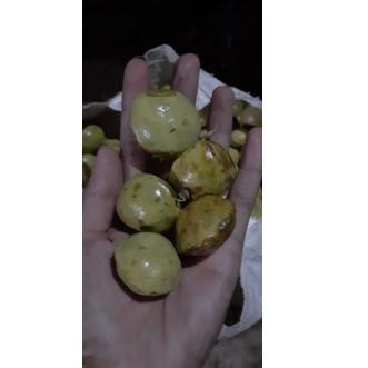 

[Z-28 »] jengkol muda / lalap / sayuran 250g-kekinian