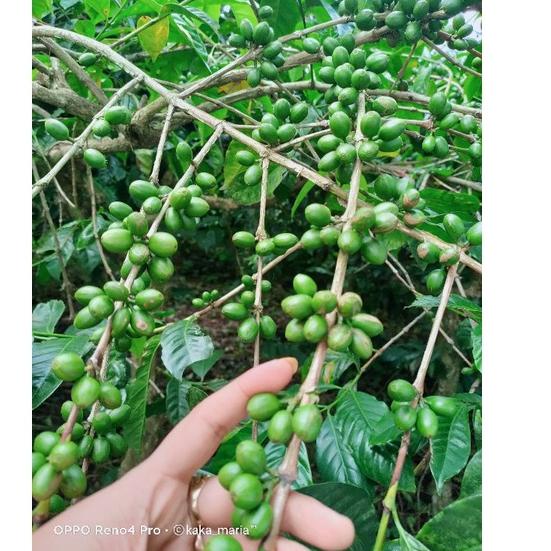 

❝❞ Bubuk Green Coffee Hijau 1kg し