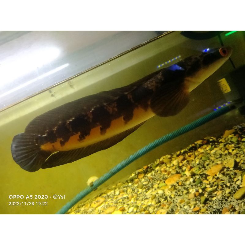 ikan chana maru riau asli 40cm ++