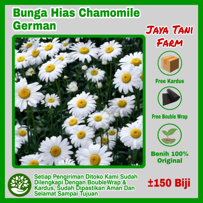 150 Biji Benih Bunga Hias Chamomile German /, Bibit Tanaman / Bibit Bunga / Benih Bunga / Biji Bunga