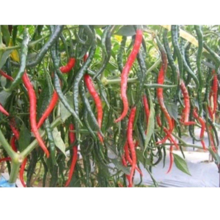 ((Z-3T㊚)) Benih Cabe kriting OR TWIST 42 F1 | dari Oriental seed ASLI berkualitas