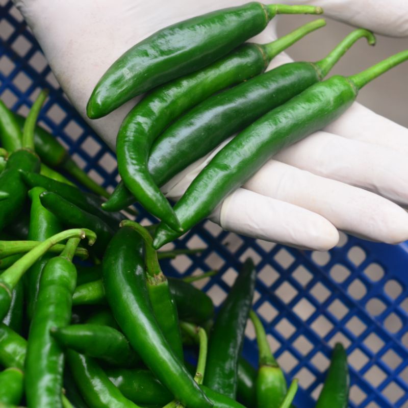 

Cabe tewe hijau isi 250gram