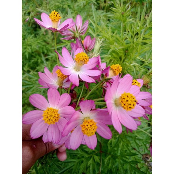 Benih kenikir sayur / kenikir herbal