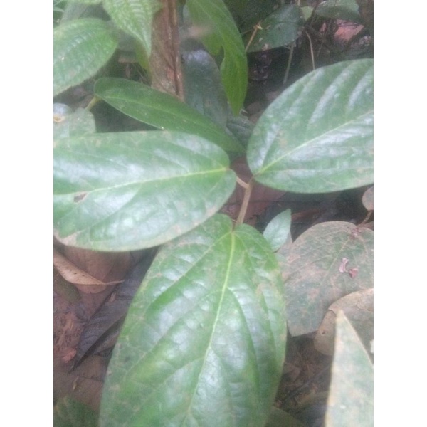 

DAUN SINGA DEPA SINGA JONGKOK JAMU VITALITAS PRIA