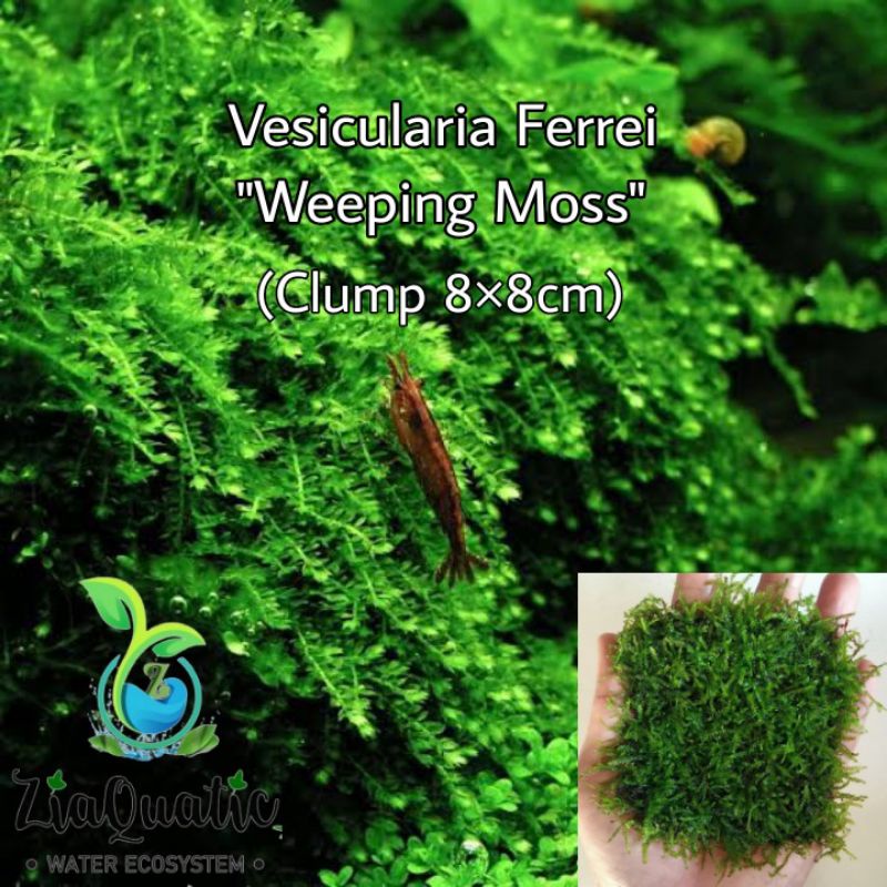 Tanaman Aquascape Aquarium Lumut Moss aquascape Weeping Clump MURAH