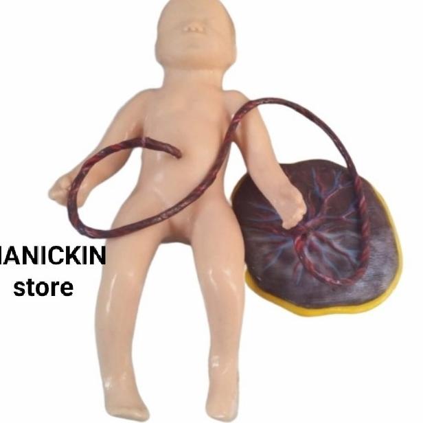 Model Lokal | Bayi Dan Plasenta | Alat Peraga | Phantom Manikin