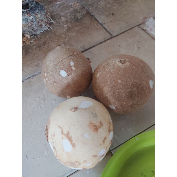

Kelapa Utuh / Parut / Santan