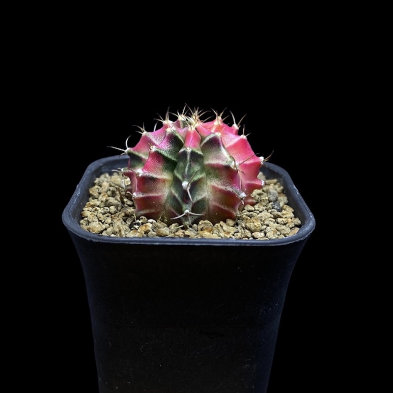 Kaktus Gymnocalycium Mihanovichii Starfire #1